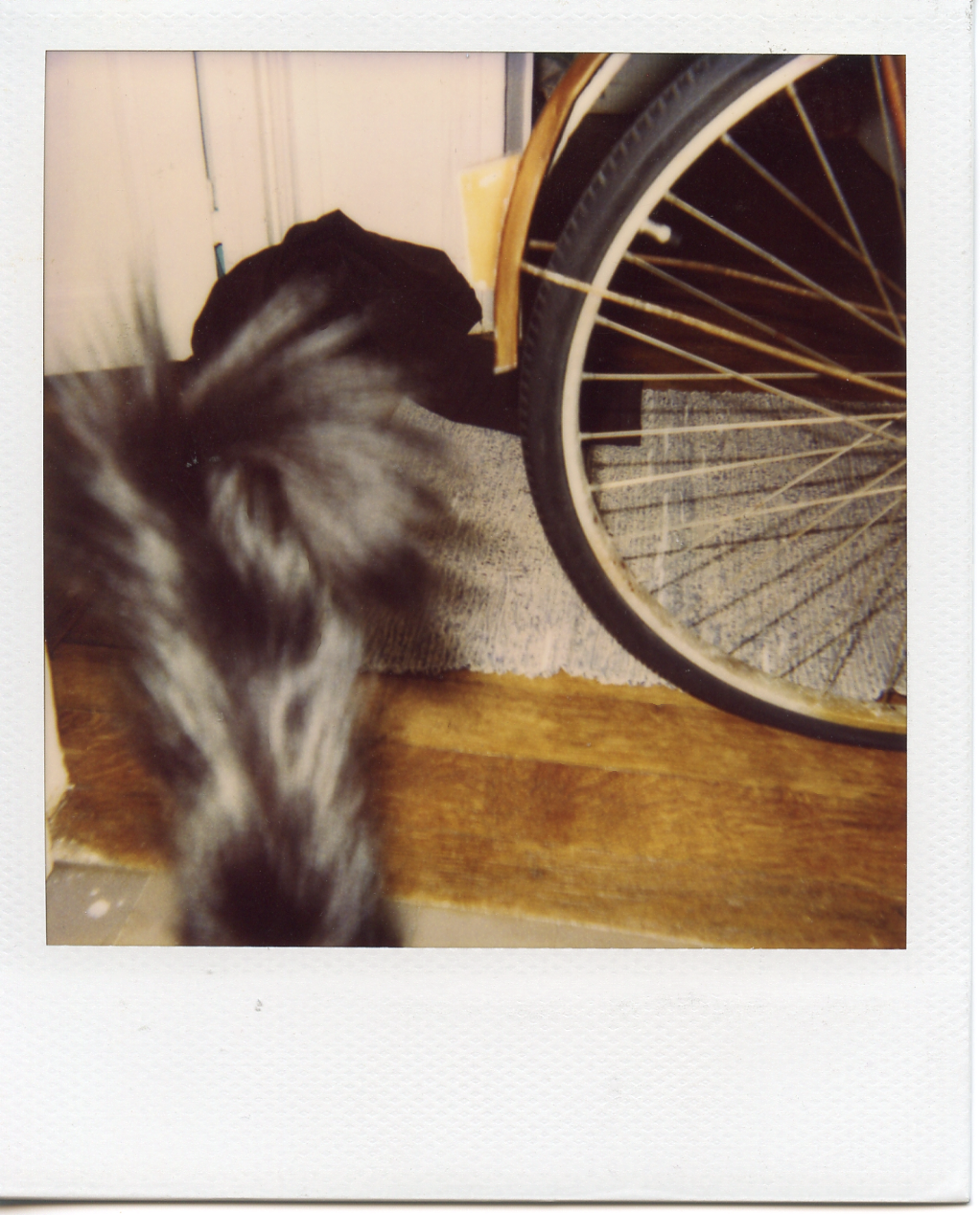 Cat tail and bicycle wheel, Paris.