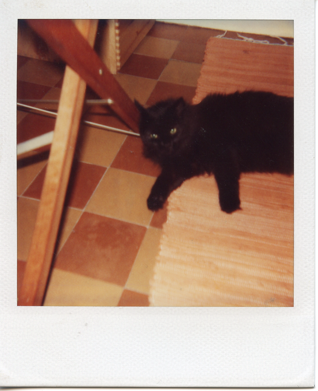 Ophelia on my kitchen floor, Paris.