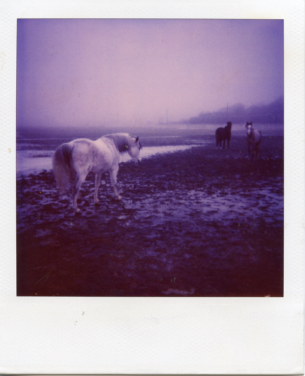 Horses in winter, Onsala. 