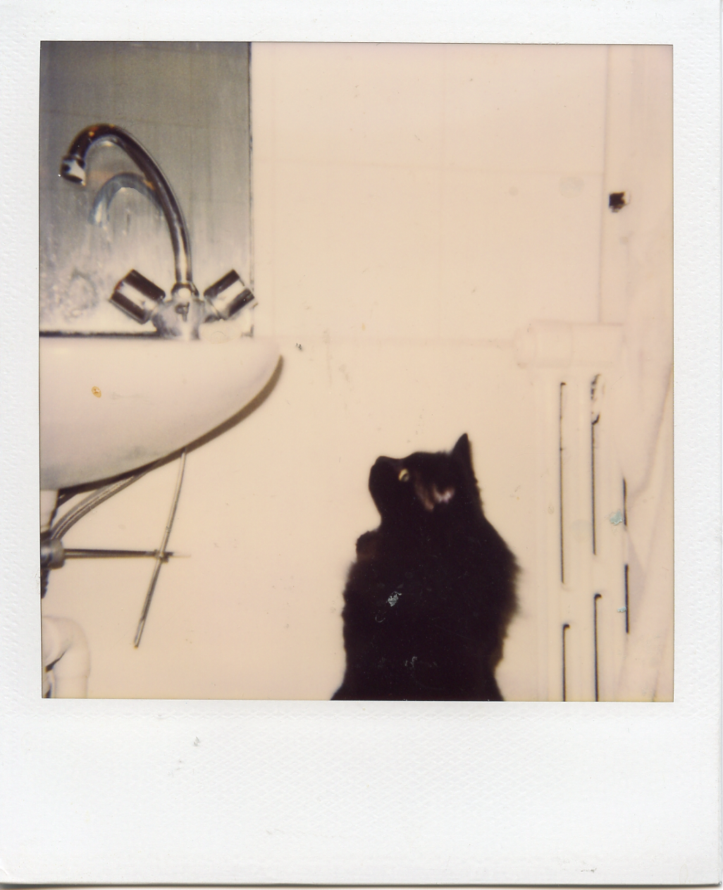 Ophelia in my bathroom, Paris.