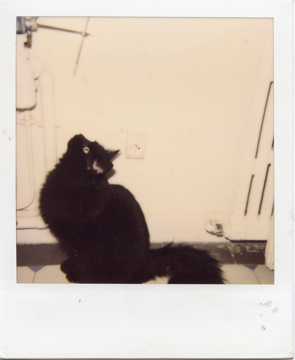 Ophelia, in my bathroom, Paris. 