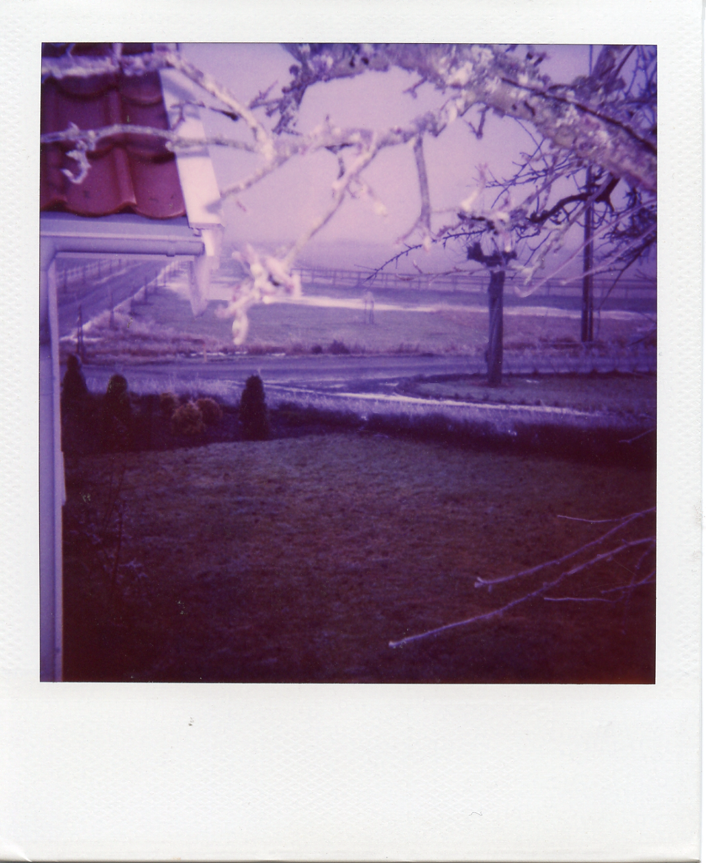 Frozen branches, Onsala.